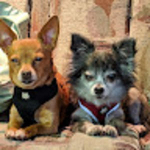 Meet your Posher, Donna